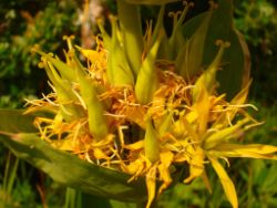 2013-08-18_Regina-F-Rau_Schachen_Blumen  (206).JPG
